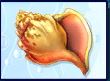 สล็อตปลาทอง Conch